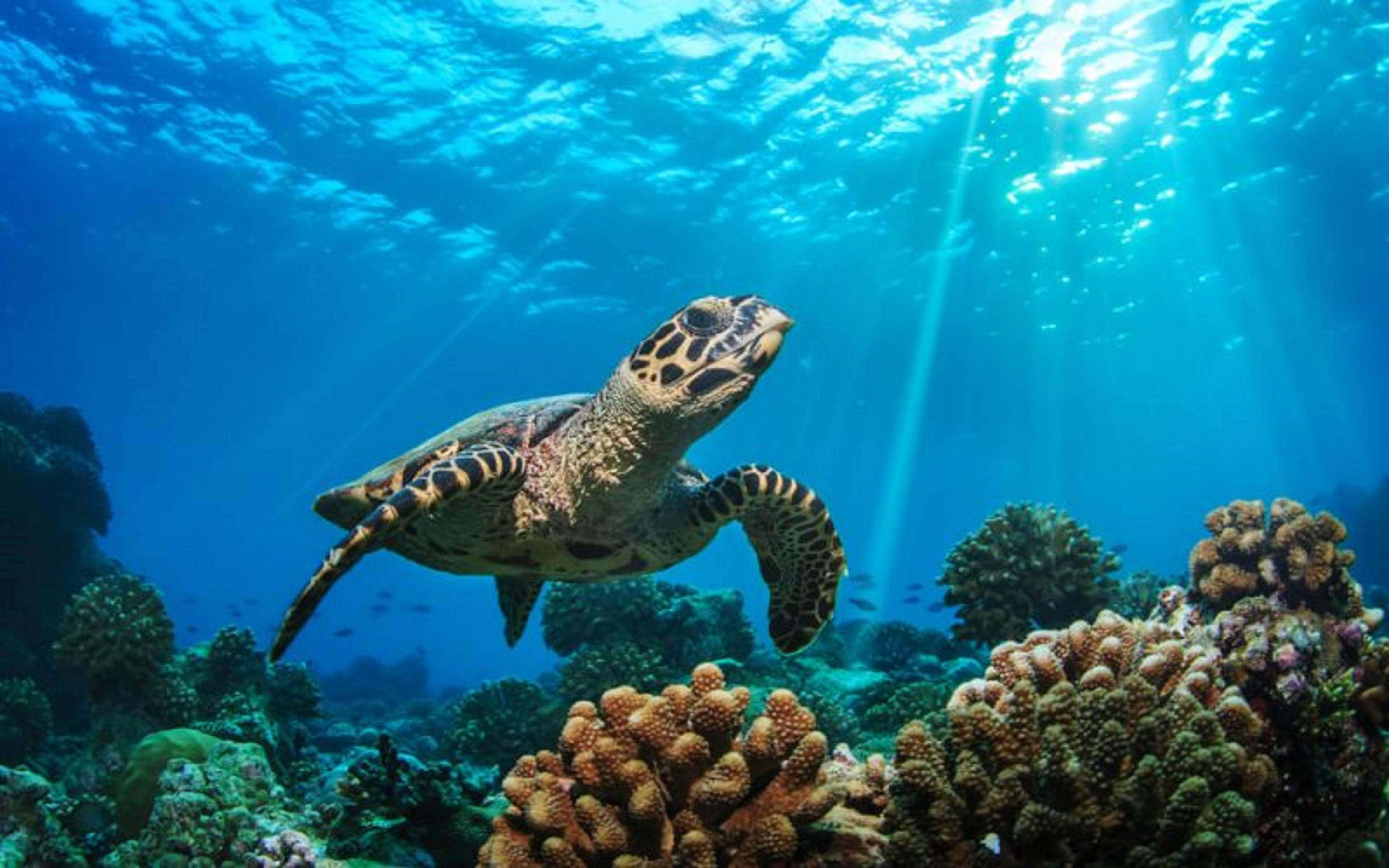แบคลีโอนี รีสอร์ท มัลดีฟส์ - เดอะ ลีดดิง โฮเทล ออฟ เดอะ เวิร์ด Meedhoo  ภายนอก รูปภาพ
